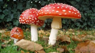На Самбірщині грибами отруїлося шестеро людей, серед яких ? троє дітей