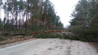 На Львівщині під час бурі на машину впало дерево