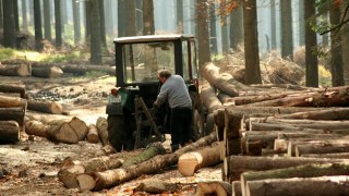 На Львівщині вирубали ліс на 200 тис грн
