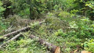 У природному парку Бойківщина незаконно зрізали дерев на понад 90 тисяч гривень