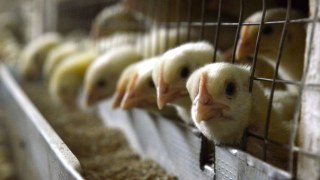 В Україні заборонили імпорт та споживання птиці з Німеччини, Болгарії та Угорщини