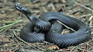 На Сколівщині 12-річну дівчинку вкусила змія