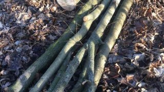 На Жовківщині незаконно вирубали більше 200 дерев