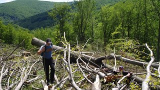 На Сколівщині загинув лісоруб під час валки лісу
