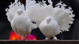 Виставка декоративних голубів відбудеться у Львові