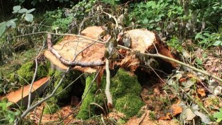 На Старосамбірщині через працівника лісгоспу незаконно зрізали 17 ялиць