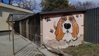 Через плановий карантин ЛКП Лев у місті призупинили вилов безпритульних собак