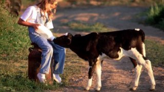 Понад 62 тис. селян отримають дотацію за збереження молодняку великої рогатої худоби
