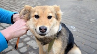 У Львові створять 75 майданчиків для вигулу собак