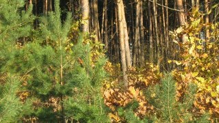 Козицький виділив власникам Бухти Вікінгів майже 20 гектарів лісу поблизу Львова