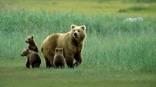 Притулок для бурих ведмедів можуть збудувати у Яворівському районі