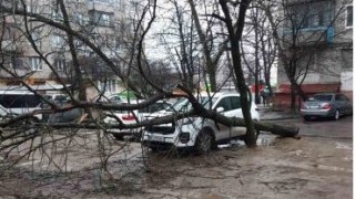У Львові через вітер дерево впало на автівку