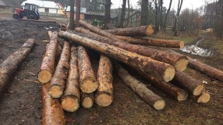 У Буському районі незаконно зрубали понад 200  дерев сосен та вільхи