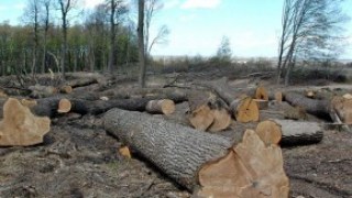 На Львівщині незаконно вирубали лісу майже на 8 млн. грн.
