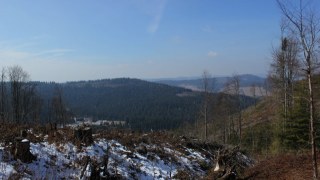 Правоохоронці "трусять" лісників Славського лісництва