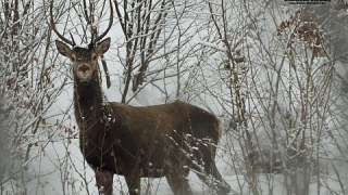 На Львівщині збільшилася кількість диких тварин