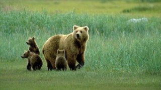 Австрійські екологи рятуватимуть ведмедів Львівщини від знущань