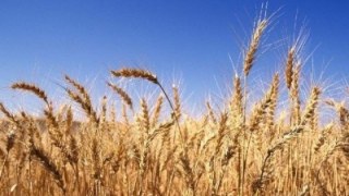 На Львівщині уже намолотили 404,1 тис тонн ранніх зернових
