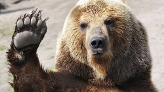 На Львівщині врятували ще одного бурого ведмедя