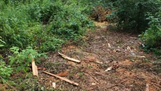 У Моршині незаконно зрубали дерева на 30 тисяч