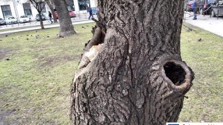 Львів'яни зареєстрували петицію проти "варварської" обрізки дерев