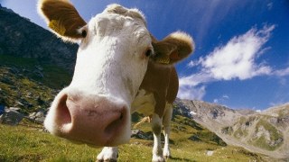 Корови із Сибірською виразкою знайдені на кордоні із Польщею