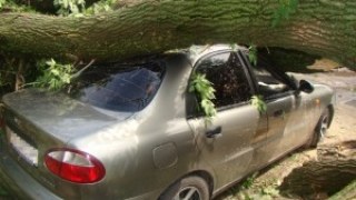На Львівщині водій "не помітив" дерева і травмувався