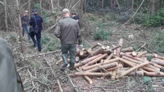 На Яворівщині незаконно вирубали понад 600 дерев