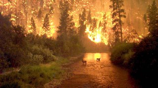 Прокуратура розслідує пожежу у лісовому масиві