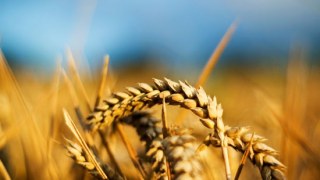Україна може припинити експорт пшениці – німецькі ЗМІ