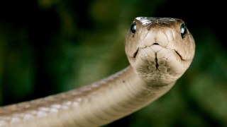 Цих вихідних на Львівщині зафіксовано два факти укусів змій