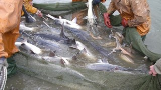 Під час операції «Нерест» на Львівщині вилучили 330 риболовних сіток