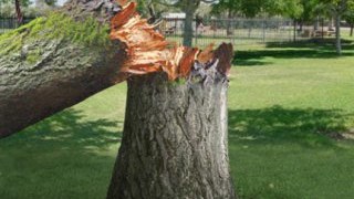 На Турківщині дерево впало і смертельно травмувало чоловіка