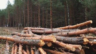 Дейнека очолив Західне міжрегіональне управління лісового та мисливського господарства
