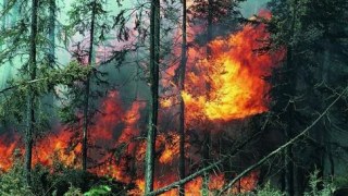 На Львівщині вдвічі збільшилась кількість лісових пожеж