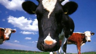 Поголів’я рогатої худоби на Львівщині зменшується
