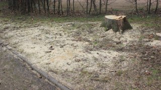 На вулиці Стрийській у Львові незаконно вирубали 200 дерев