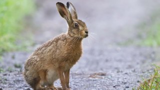 На Львівщині стартував сезон полювання на зайців