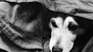 ЛКП "Лев" знайшло господарів для 24 безпритульних собак