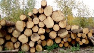 Прокуратура порушила кримінальну справу за фактом зникнення  50 соснових дерев