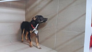 ЛКП "Лев" закрили на карантин на 2 місяці через виявлення сказу у однієї з собак