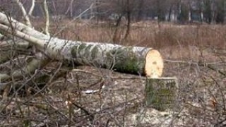 Мешканці Брюхович занепокоєнні вирубкою дерев у парку Б. Хмельницького