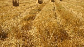 Понад 25 млн. тонн ранніх зернових культур зібрані цього року в Україні