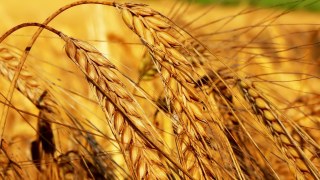 Проблем з пшеницею на Львівщині цього року не буде – Стефанишин
