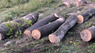 На Львівщині працівник лісгоспу незконно зрізав та продав дерева на півмільйона гривень