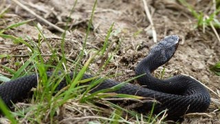 На Львівщині 13 людей постраждали від укусів змій