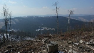 В Україні планують створити Лісовий фонд