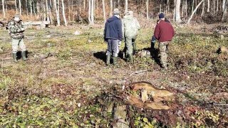 У Мостиському військовому лісництві незаконно зрізали 50 дерев