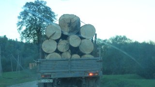 Торік лісгоспи Львівщини продали 62% від запланованих обсягів необробленої деревини