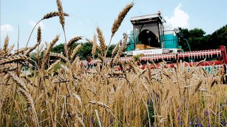 В Україні розпочалися жнива - 13 областей намолотили 805 тис. т зерна